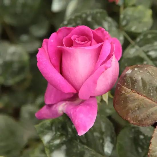 Rosa Chartreuse de Parme™ - roz - trandafir teahibrid